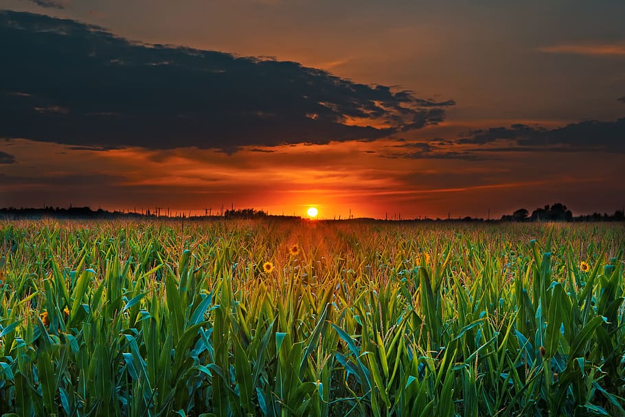 Crop Field and Sunset, clouds, corn, corn field, cropland, dawn, HD wallpaper