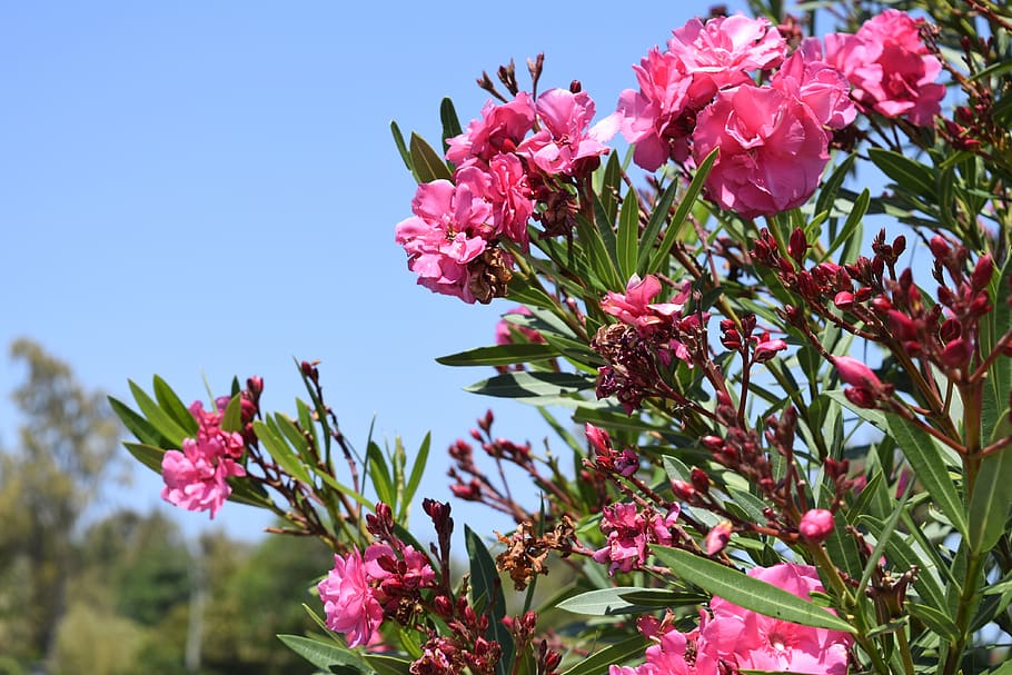 flowers, island, mauritius, clear, sky, blossom, tree, bluesky, HD wallpaper