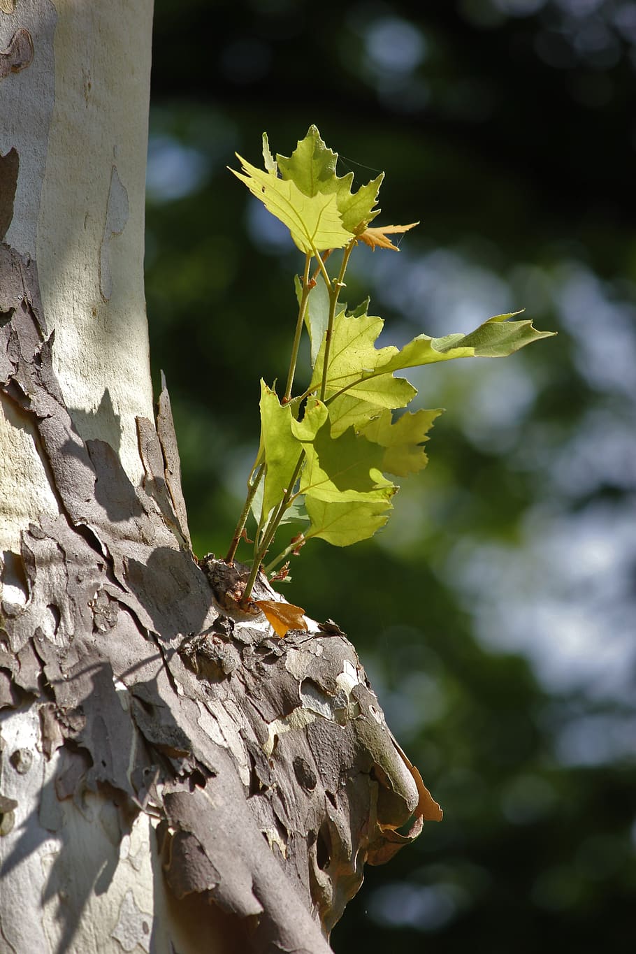 bark, tree, log, nature, leaves, close up, plant, focus on foreground HD wallpaper