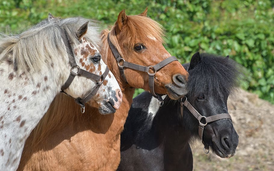 pony, three, head, equine, profile, animal, livestock, mammal HD wallpaper