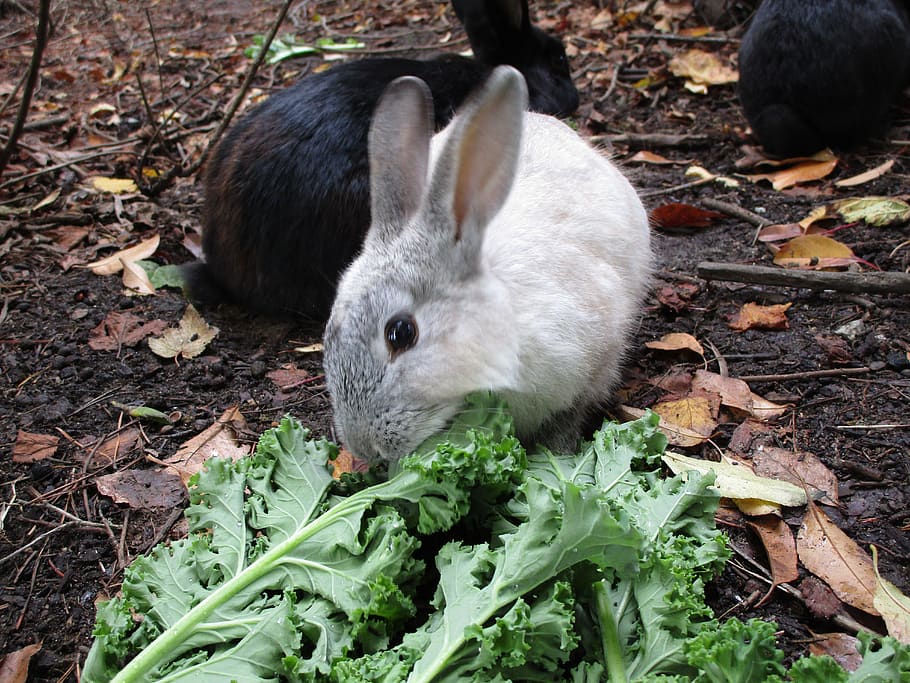 white, grey, gray, black, bunny, rabbit, fluffy, animal, jericho beach HD wallpaper