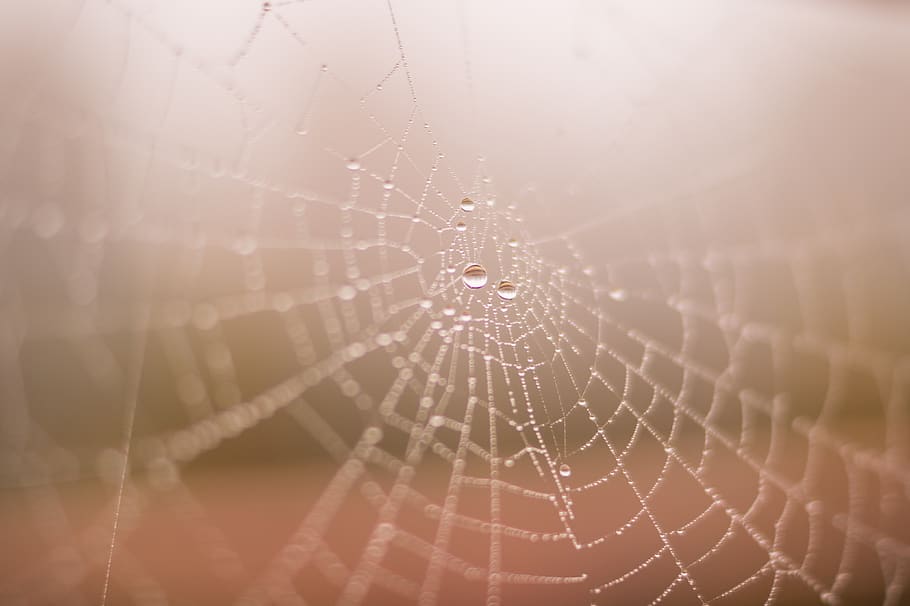 spider web, dew, raining, wet, rain drops, fragility, close-up HD wallpaper