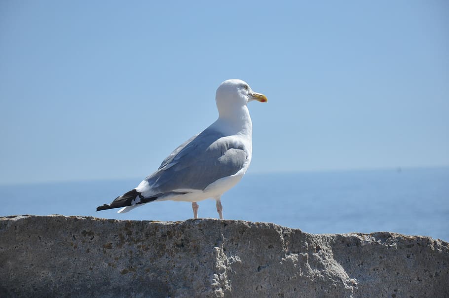 seagull, bird, beach, seabird, vertebrate, animal wildlife HD wallpaper
