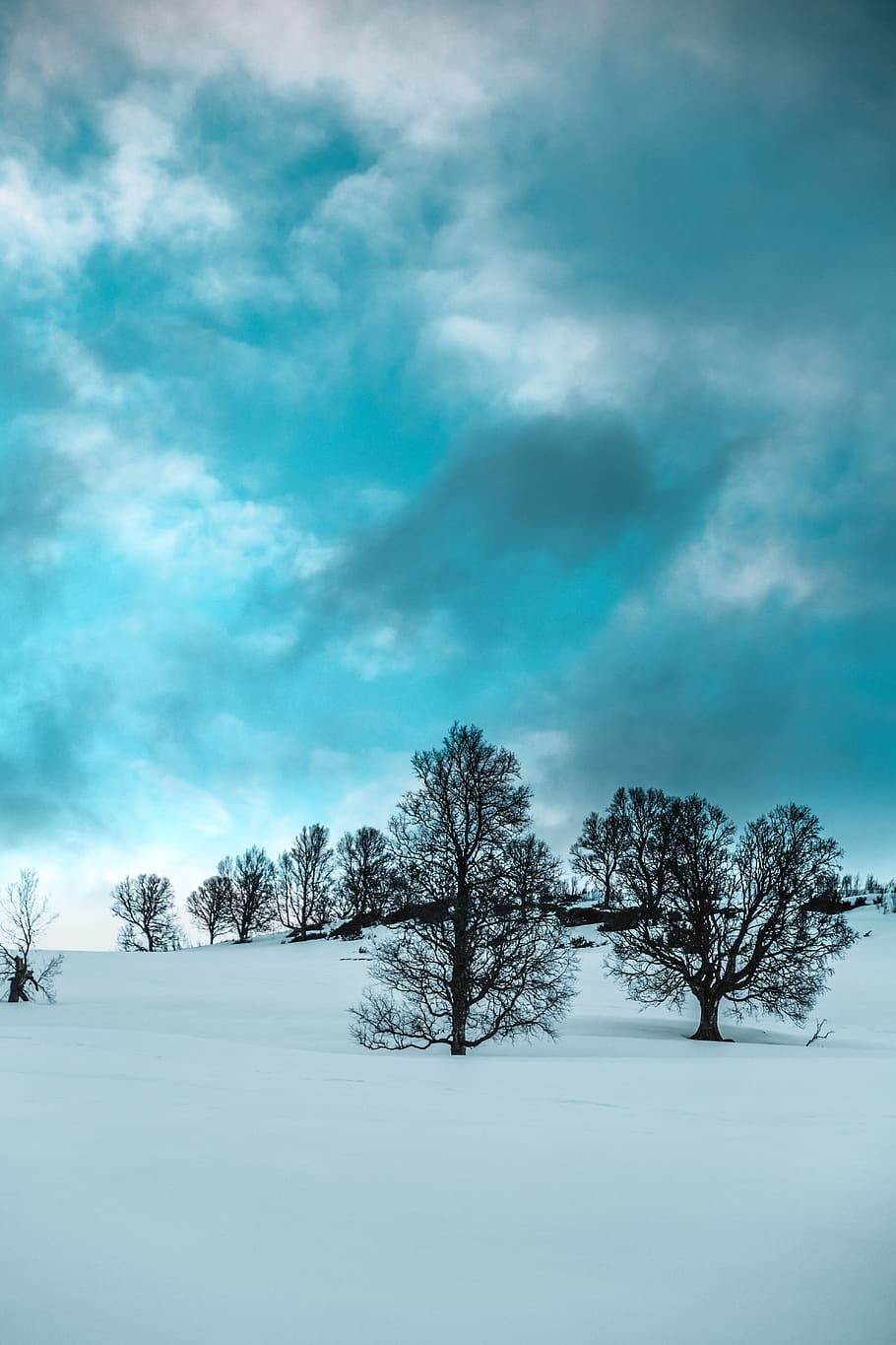 Tress Under White Clouds, blue sky, bright, cloudiness, cloudy HD wallpaper