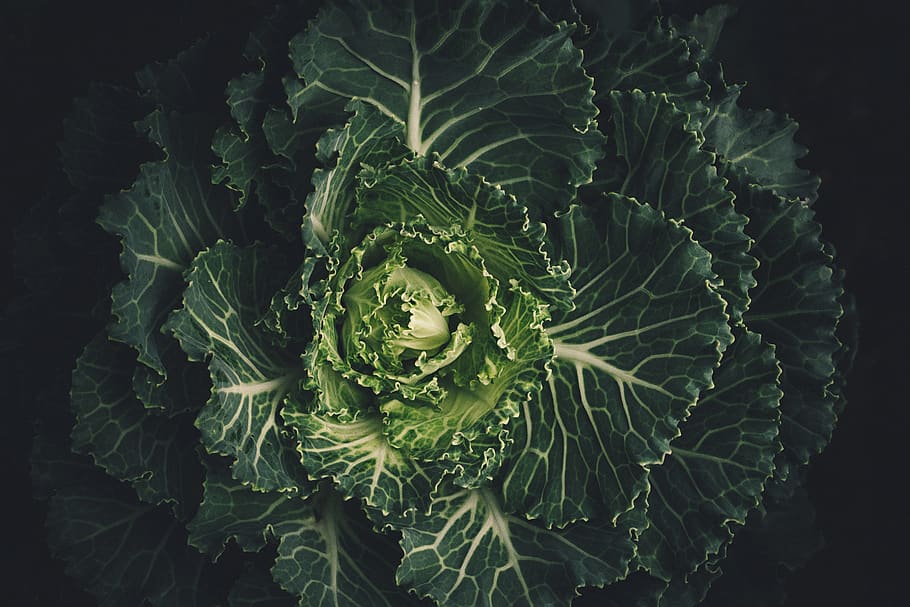 green vegetable, green color, leaf, plant part, close-up, growth HD wallpaper