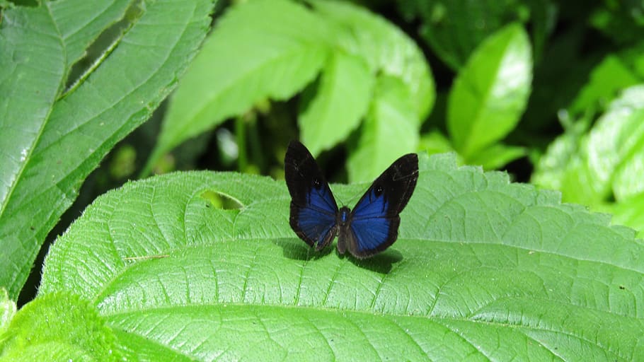 butterfly, nature, blue, leaf, insect, plant part, green color HD wallpaper