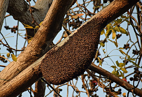 honeybees, beehive, beekeeping, beekeeper, honeycomb, beeswax HD wallpaper
