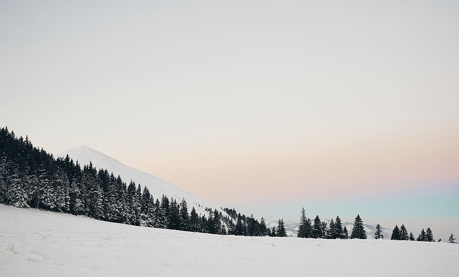 pine trees under blue sky, snow, cold temperature, winter, plant HD wallpaper
