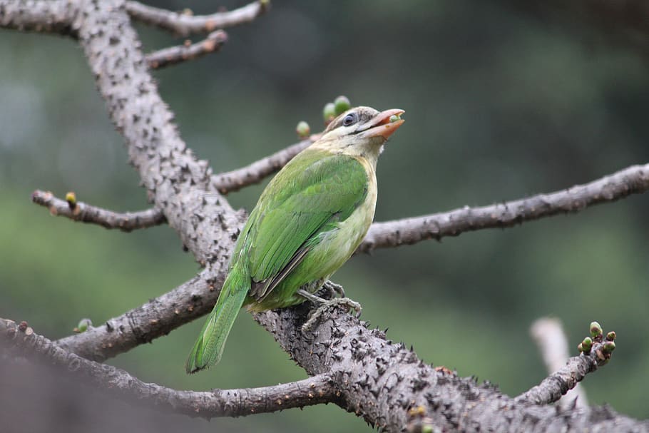 animal wildlife, perching, animal themes, animals in the wild HD wallpaper