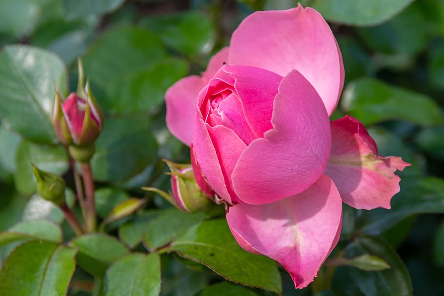 rose, bud, open, bloom, garden, roses, flowers, red, colorful HD wallpaper