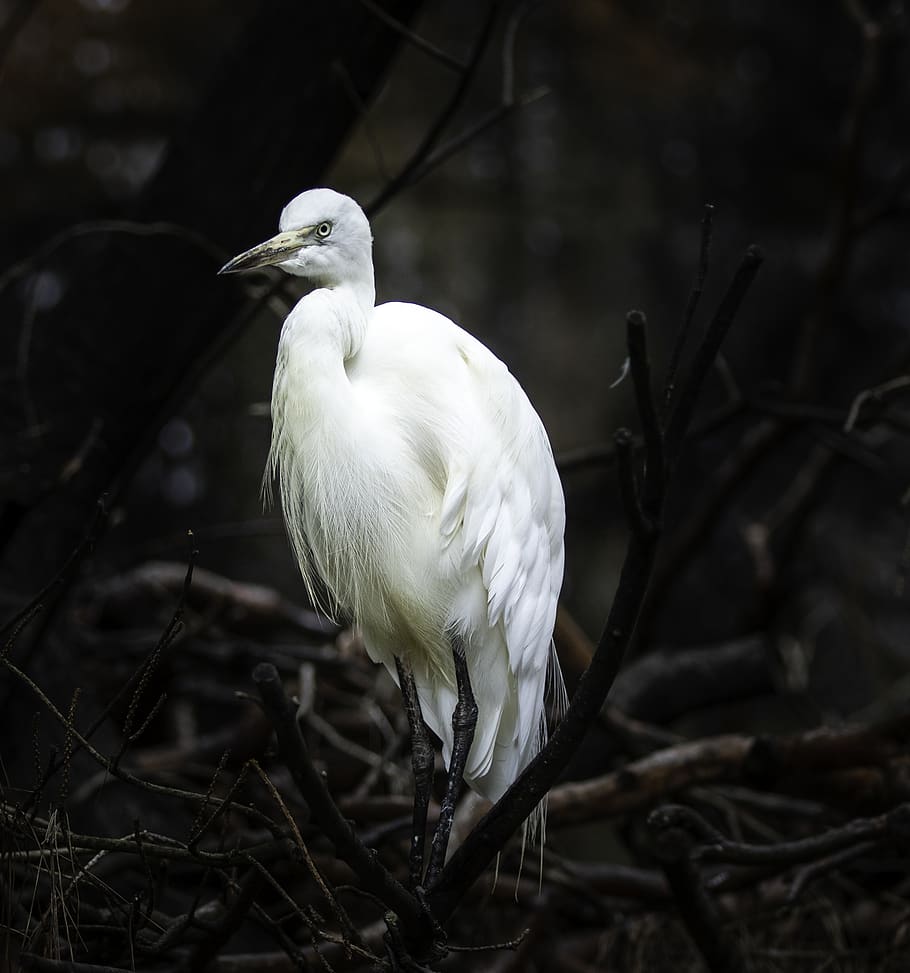 white bird standing, one animal, vertebrate, animal themes, animals in the wild HD wallpaper