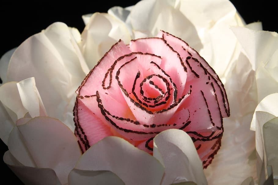 rosa, flower, brigadier, present, celebration, sweetie, birthday HD wallpaper