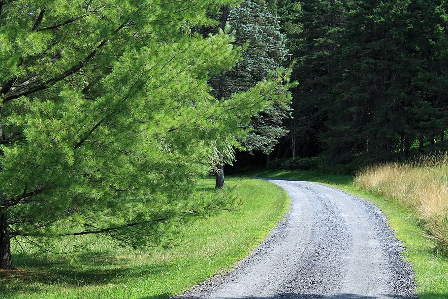trail, nature, forest, landscape, green, tree, pine, plant HD wallpaper