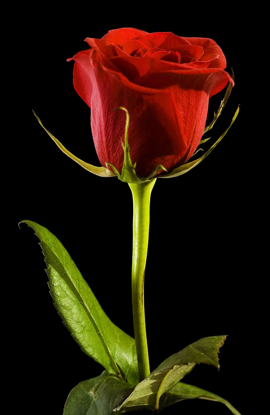 black, rose, red, background, closeup, isolated, nobody, petal HD wallpaper