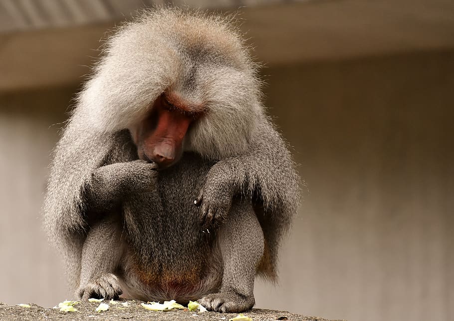 baboon, monkey, zoo, animal, nature, tiergarten, creature, animal world HD wallpaper