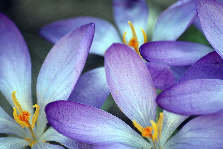 HD wallpaper: close up, crocus, blossom, bloom, frühlingsanfang, early ...