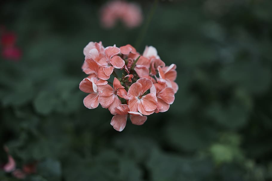 green, red, flower, flowering plant, freshness, beauty in nature HD wallpaper