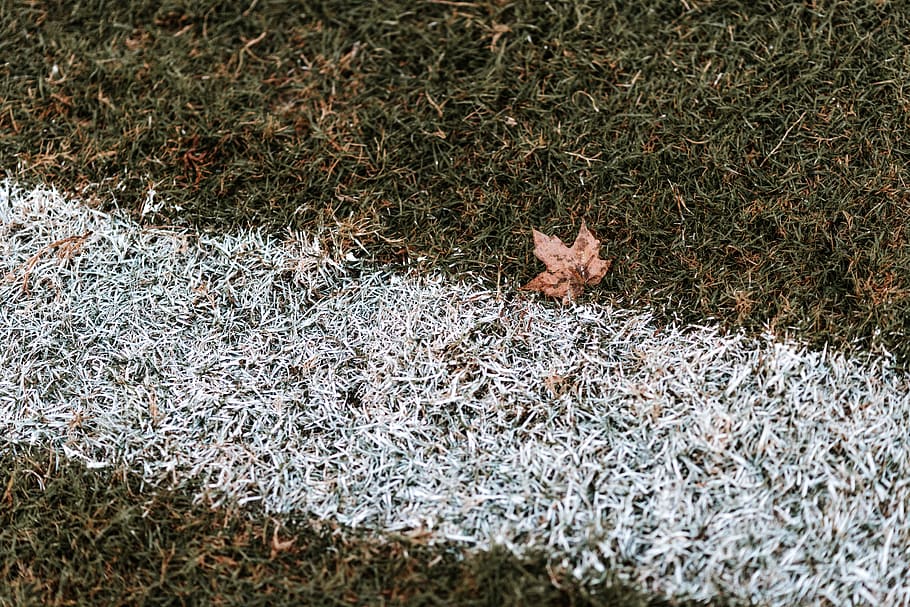 soccer, field, grass, fall, leaf, leaves, paint, wet, rain HD wallpaper