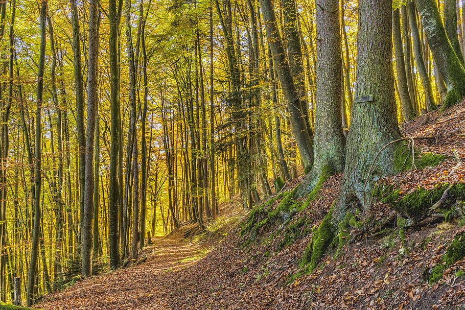 Trees, autumn, environment, fall, forest, nature, outdoors, scenic HD wallpaper