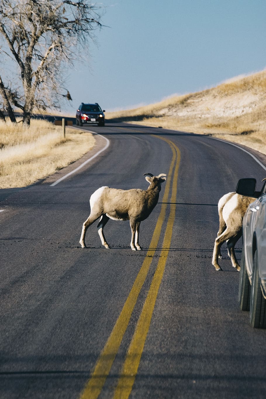 deer on road during daytime, transportation, mammal, animal themes HD wallpaper