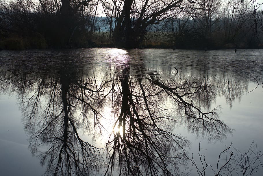 water, swamp, pond, tree, forest, lake, landscape, nature, river HD wallpaper