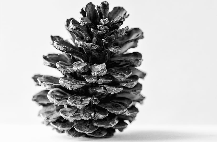 pine cone, nature, cones, studio shot, white background, indoors HD wallpaper