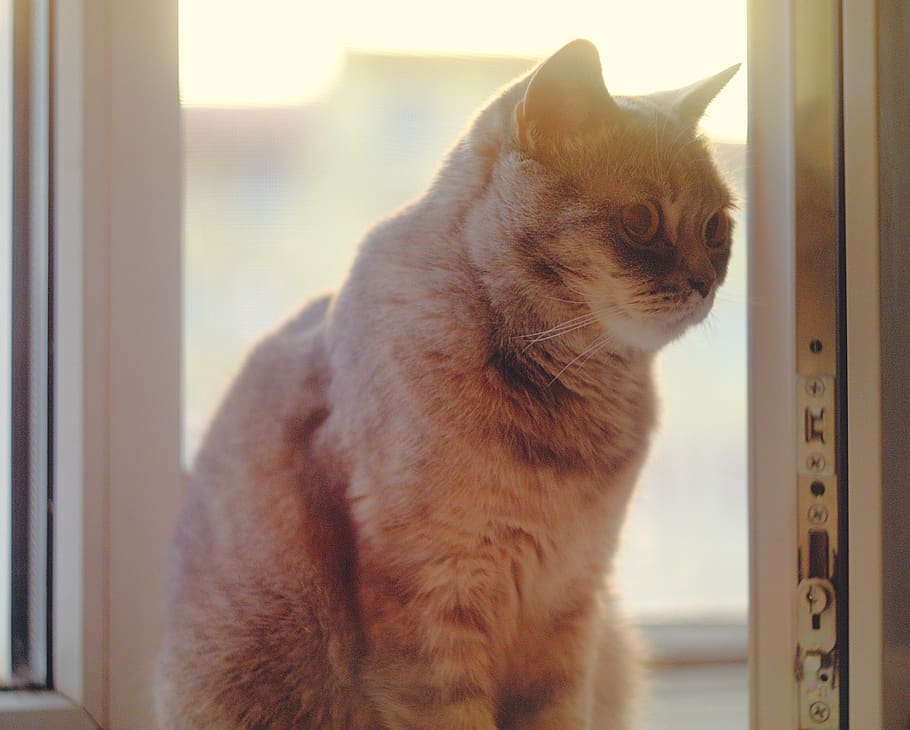 short-coated brown cat passing through window, pet, animal, mammal HD wallpaper