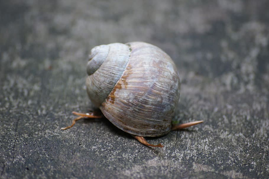 shell, snail, autumn, mollusk, slowly, crawl, creature, probe HD wallpaper