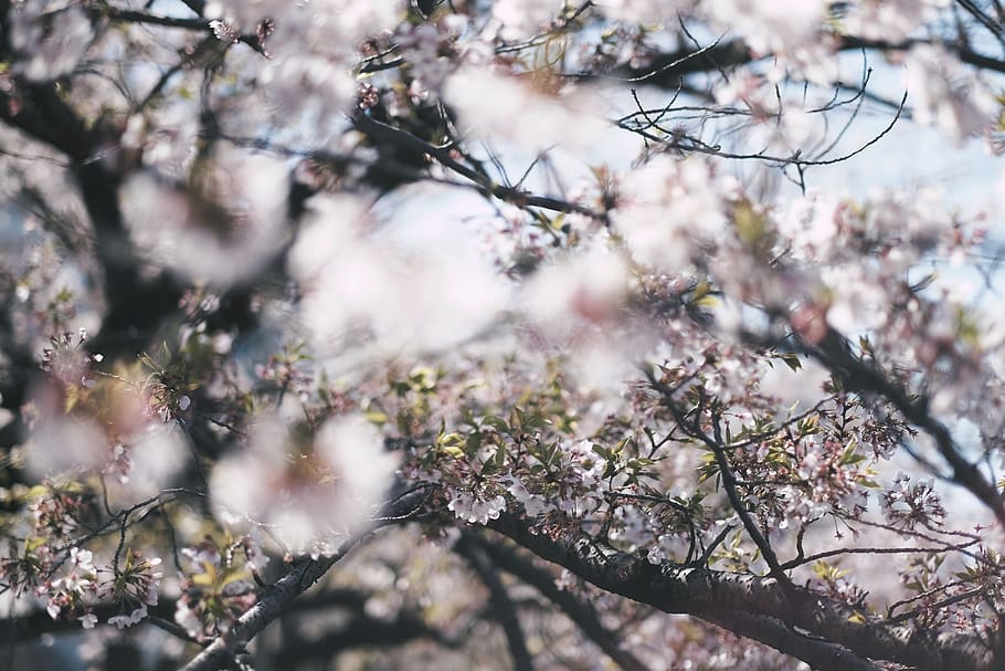 Close-up Photo of Cherry Blossom, blooming, branches, cherry blossoms HD wallpaper