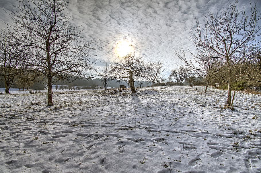winter, orchard, snow, sun, fruit tree, cold temperature, plant HD wallpaper