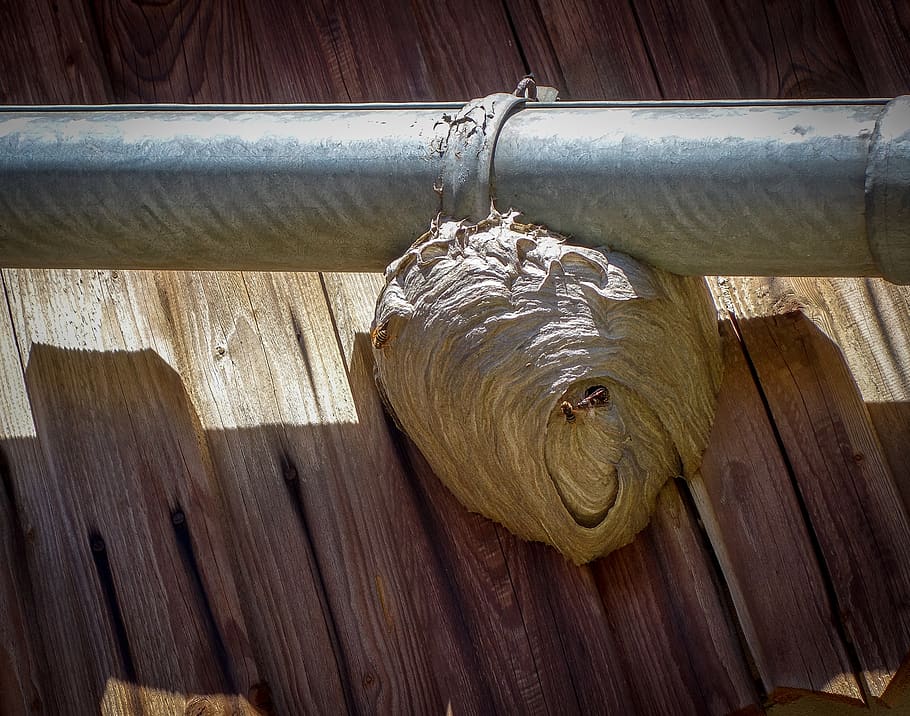 the hive, nest, gutter, wasps, wood, animal, insect, sting HD wallpaper