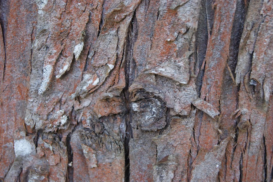guatemala, tree bark, full frame, close-up, backgrounds, tree trunk HD wallpaper