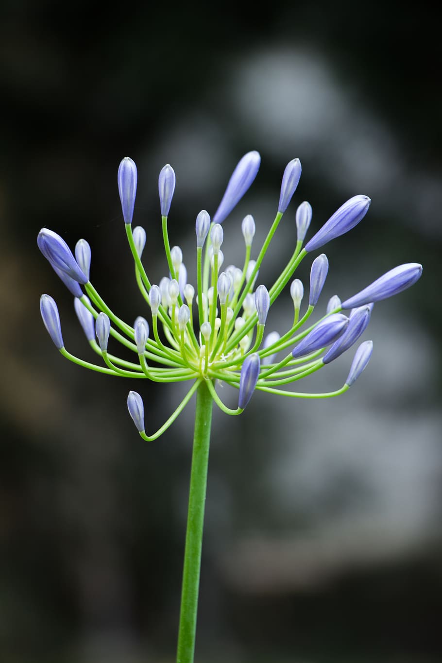france, lyon, plant, flower, flowering plant, growth, beauty in nature HD wallpaper