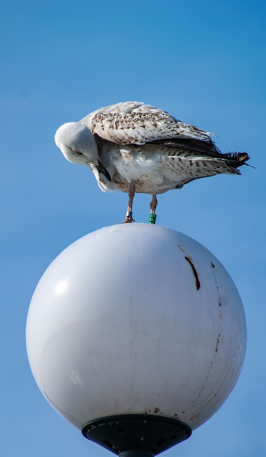 seagull, bird, replacement lamp, sky, blue, dirt, excrement HD wallpaper