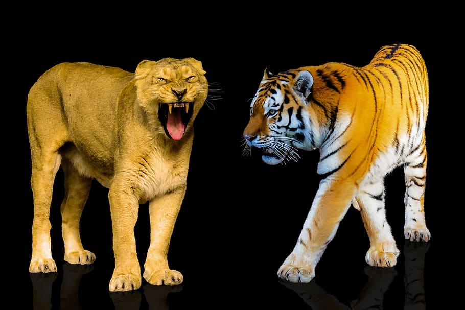 animals, predators, big cat, lion, tiger, lioness, roar, feline, HD wallpaper