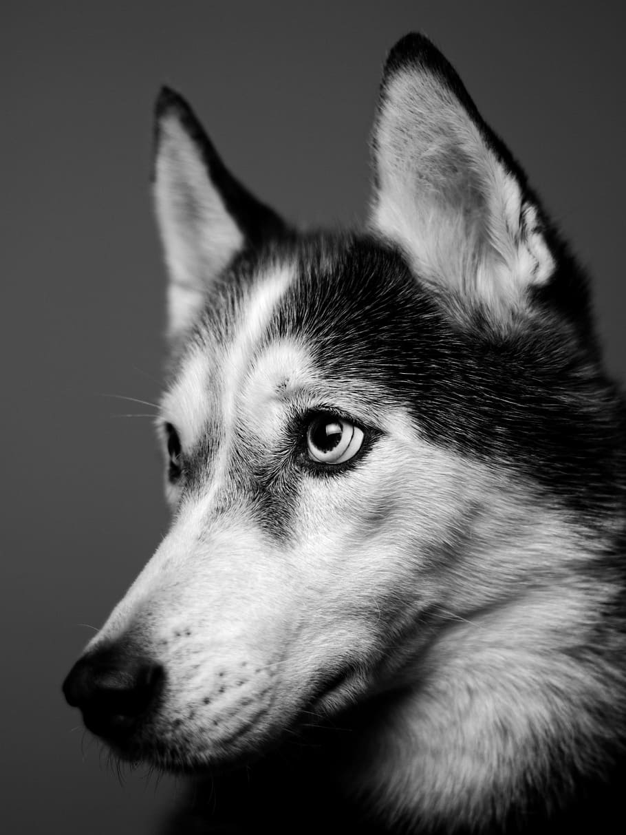 grayscale photography of dog facing sideways, fur, ear, eye, headshot HD wallpaper