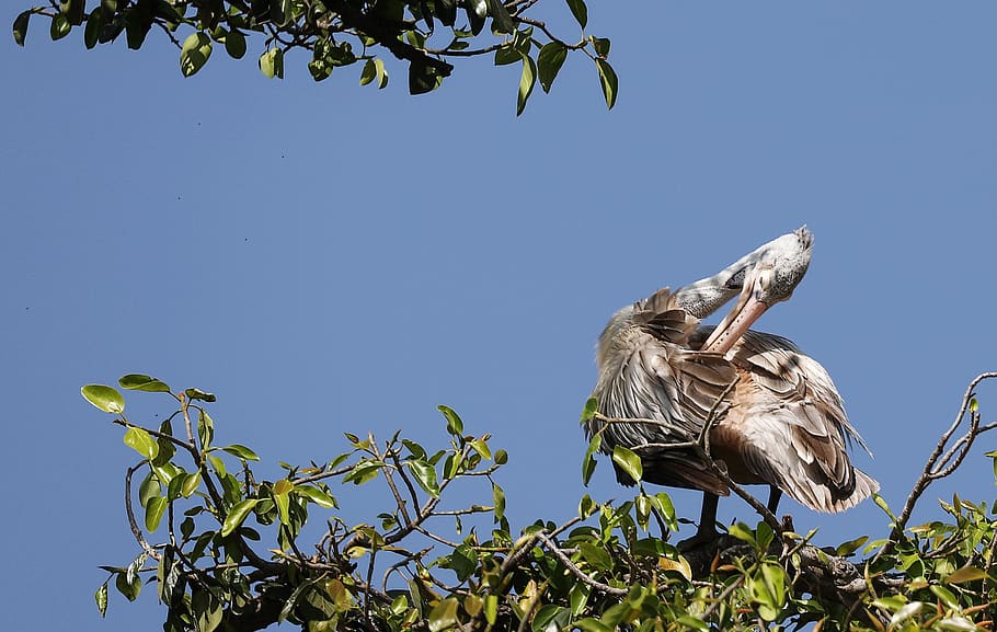 white and brown pelican perched on green tree branched during daytime