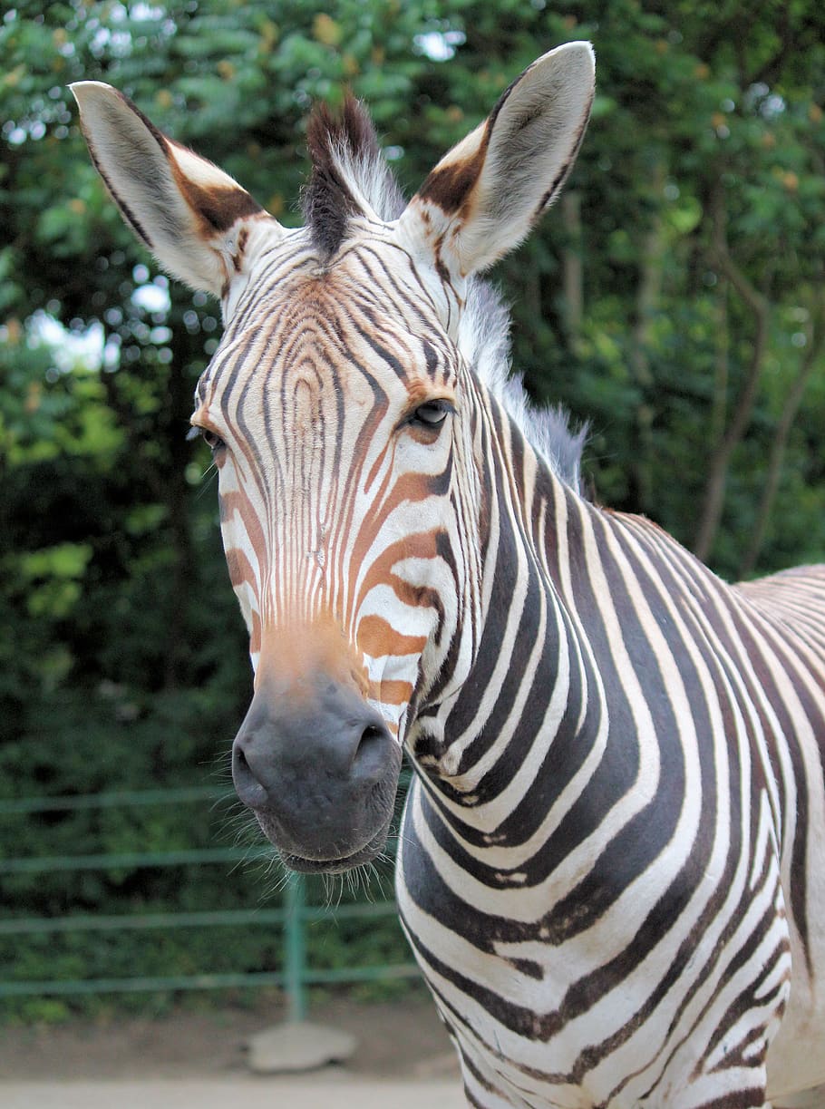 zebra, lichokopytník, striped, mane, head, ears, portrait HD wallpaper