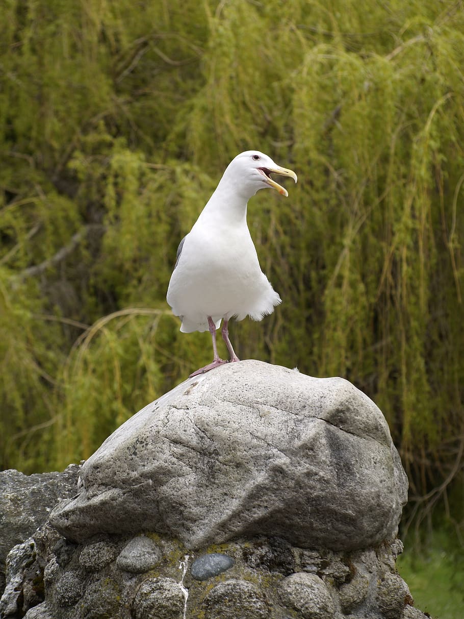 gull, calling, nature, white, bird, animal themes, animals in the wild HD wallpaper