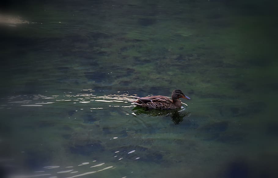duck, water, animal, animal themes, one animal, lake, animals in the wild HD wallpaper