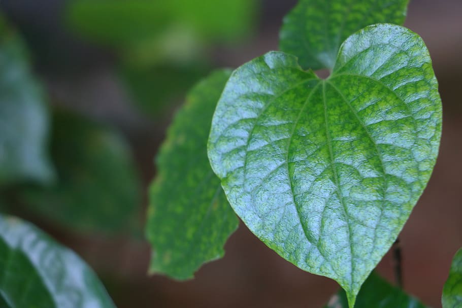 green, leaf, plant, plant part, close-up, growth, green color HD wallpaper