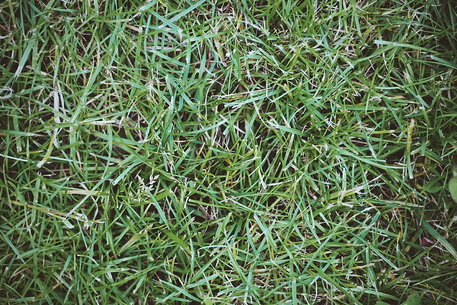 grass, green, top, view, brown, field, green color, backgrounds HD wallpaper