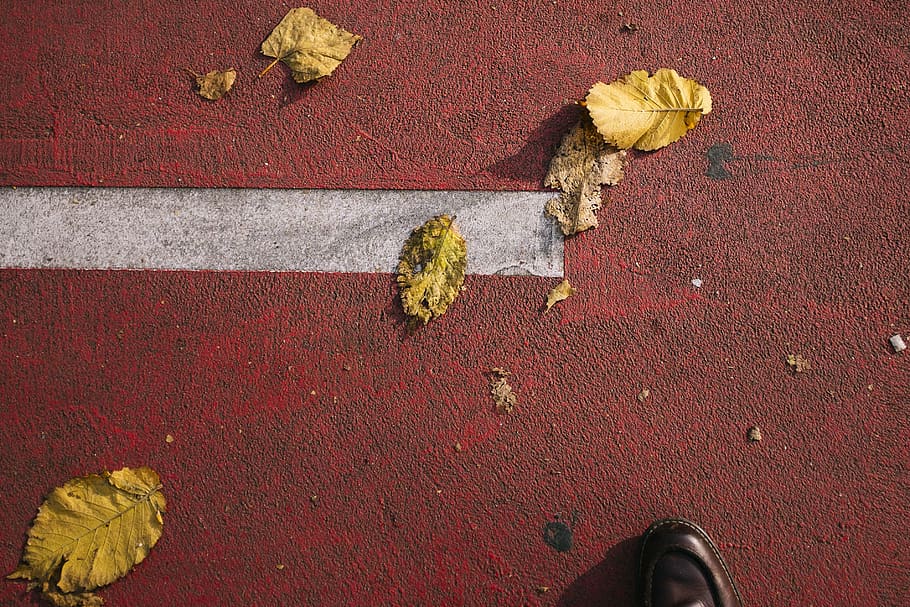 romania, cluj-napoca, leaves, autumn, city, street, colors