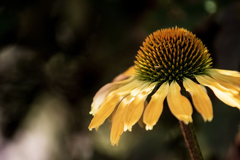 yellow, flower, sun, flowering plant, freshness, close-up, fragility, HD wallpaper