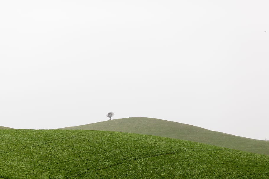 last, one, tree, green, grass, landscape, nature, curve, copy space HD wallpaper