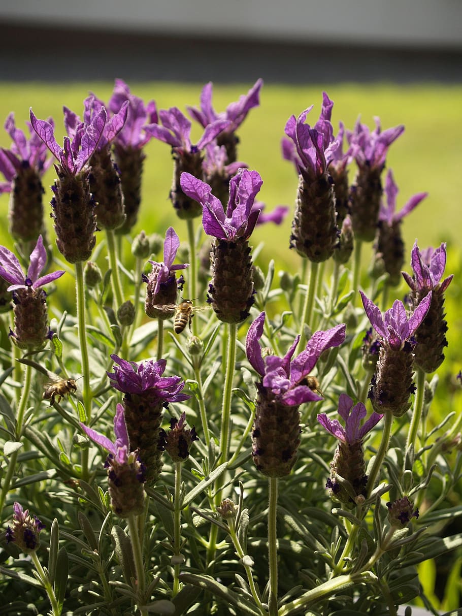 bee, in flight, lavender, flower, flowering plant, growth, vulnerability, HD wallpaper