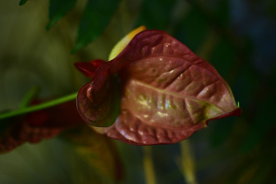 close-up, beauty in nature, plant, flower, vulnerability, focus on foreground HD wallpaper