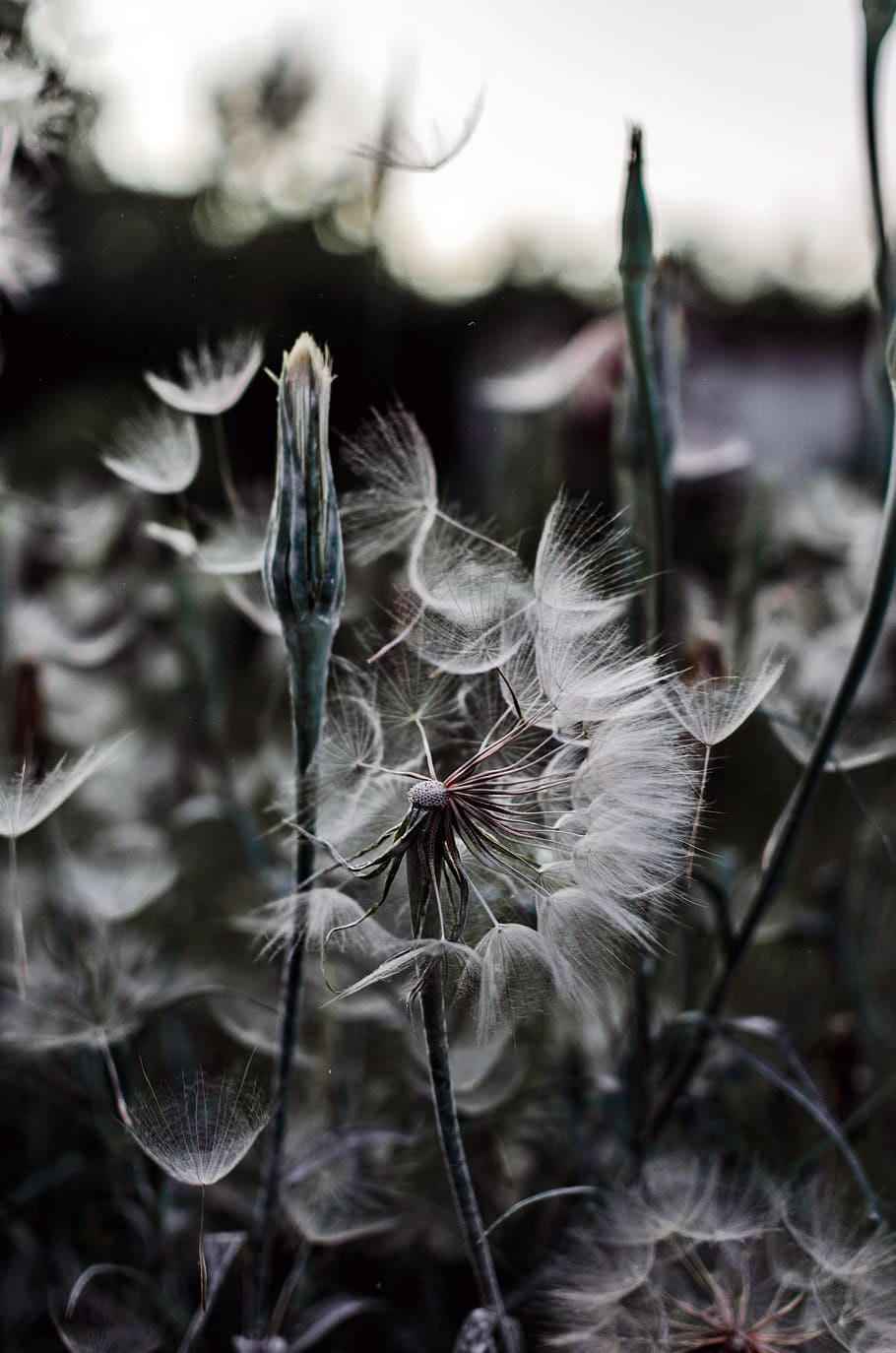 flower, trees, mood, nikon, nature, plant, fragility, vulnerability HD wallpaper