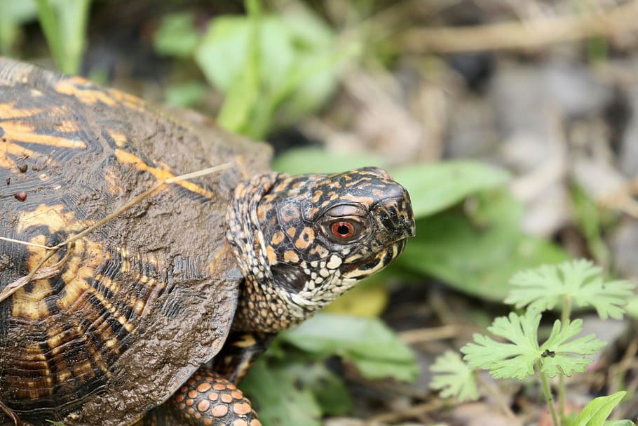 turtle, head, reptile, nature, wildlife, one animal, animal themes HD wallpaper