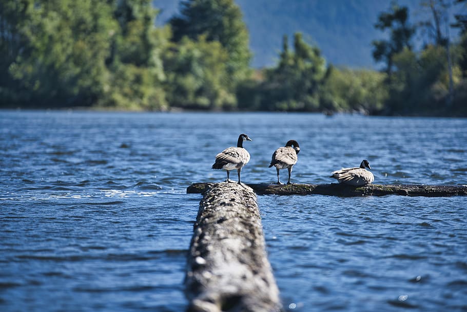 three duck on dock, animal, bird, stevenson, water, outdoors HD wallpaper